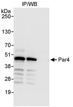 Rabbit anti-Par4 Antibody, Affinity Purified