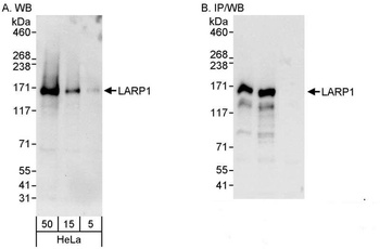 Rabbit anti-LARP1 Antibody, Affinity Purified