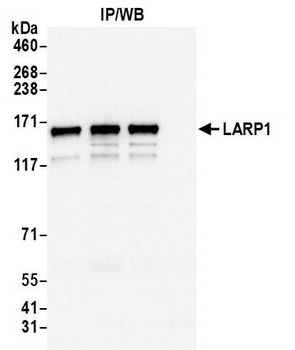 Rabbit anti-LARP1 Antibody, Affinity Purified