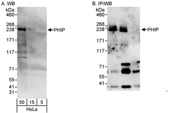 Rabbit anti-PHIP Antibody, Affinity Purified