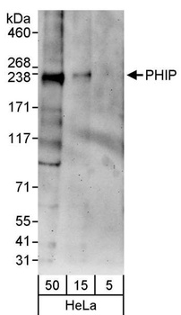 Rabbit anti-PHIP Antibody, Affinity Purified