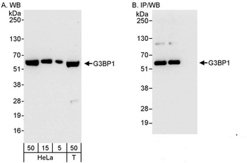 Rabbit anti-G3BP1 Antibody, Affinity Purified