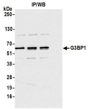 Rabbit anti-G3BP1 Antibody, Affinity Purified