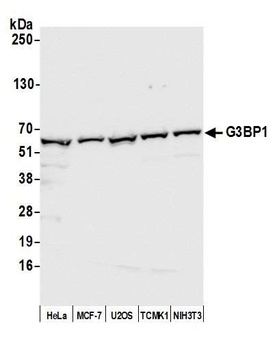 Rabbit anti-G3BP1 Antibody, Affinity Purified