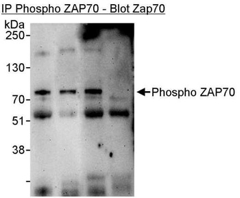 Rabbit anti-Phospho ZAP70 (Y493) Antibody, Affinity Purified
