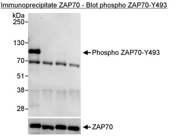 Rabbit anti-Phospho ZAP70 (Y493) Antibody, Affinity Purified