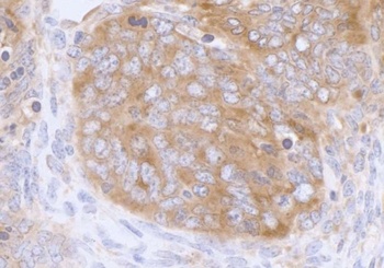 Rabbit anti-eIF3A/eIF3S10 Antibody, Affinity Purified