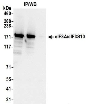 Rabbit anti-eIF3A/eIF3S10 Antibody, Affinity Purified