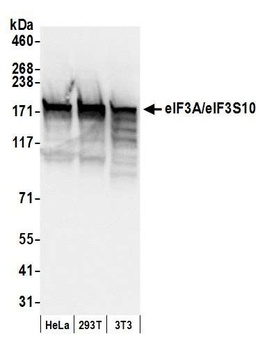 Rabbit anti-eIF3A/eIF3S10 Antibody, Affinity Purified