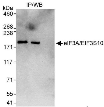 Rabbit anti-eIF3A/eIF3S10 Antibody, Affinity Purified