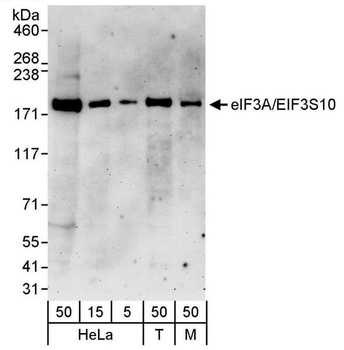 Rabbit anti-eIF3A/eIF3S10 Antibody, Affinity Purified