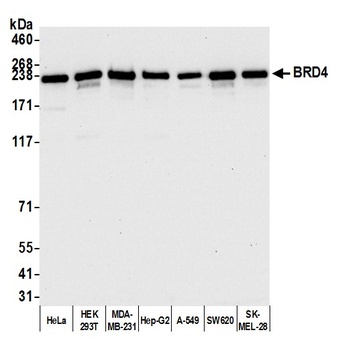 Rabbit anti-BRD4 Antibody, Affinity Purified