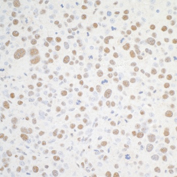 Rabbit anti-BRD4 Antibody, Affinity Purified