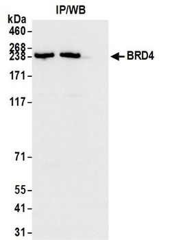Rabbit anti-BRD4 Antibody, Affinity Purified