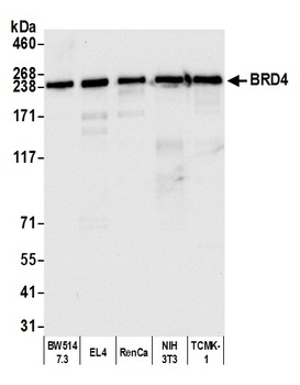 Rabbit anti-BRD4 Antibody, Affinity Purified
