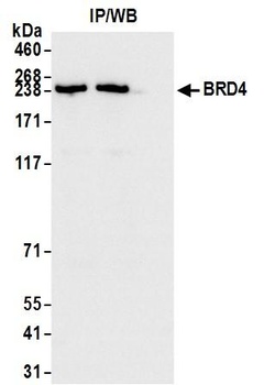 Rabbit anti-BRD4 Antibody, Affinity Purified