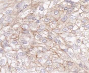 Rabbit anti-IQGAP1 Antibody, Affinity Purified