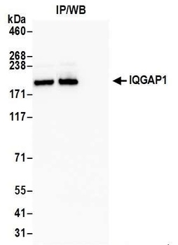 Rabbit anti-IQGAP1 Antibody, Affinity Purified