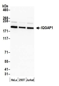 Rabbit anti-IQGAP1 Antibody, Affinity Purified