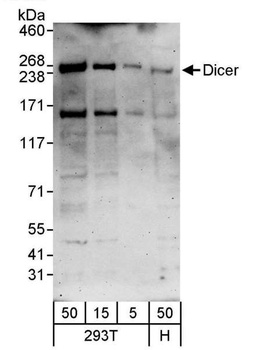Rabbit anti-Dicer Antibody, Affinity Purified