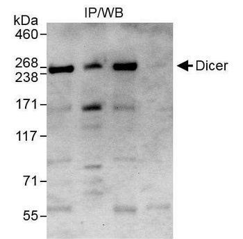 Rabbit anti-Dicer Antibody, Affinity Purified