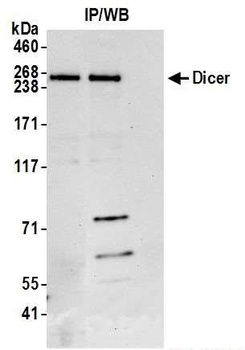 Rabbit anti-Dicer Antibody, Affinity Purified
