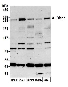 Rabbit anti-Dicer Antibody, Affinity Purified