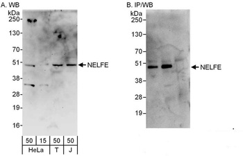 Rabbit anti-NELFE Antibody, Affinity Purified