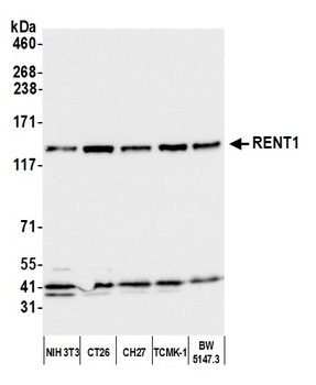 Rabbit anti-RENT1 Antibody, Affinity Purified