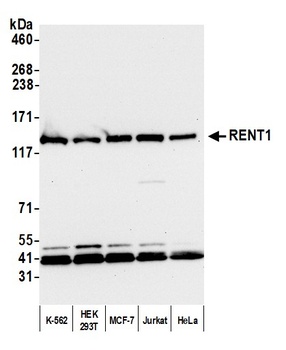 Rabbit anti-RENT1 Antibody, Affinity Purified