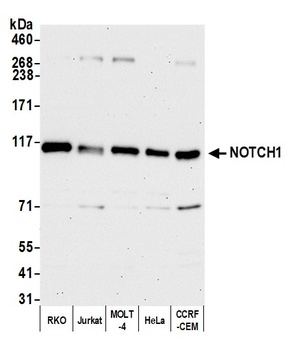 Rabbit anti-Notch1 Antibody, Affinity Purified