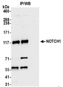 Rabbit anti-Notch1 Antibody, Affinity Purified
