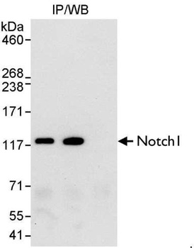 Rabbit anti-Notch1 Antibody, Affinity Purified