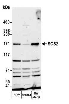 Rabbit anti-SOS2 Antibody, Affinity Purified