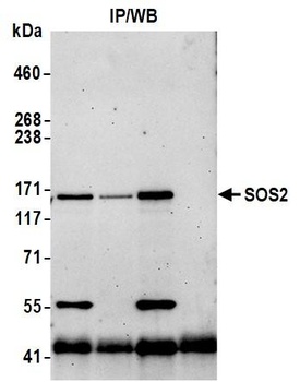 Rabbit anti-SOS2 Antibody, Affinity Purified