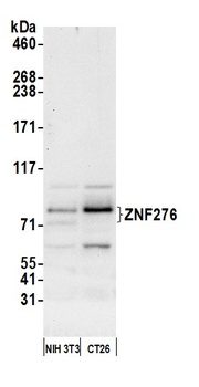 Rabbit anti-ZNF276 Antibody, Affinity Purified
