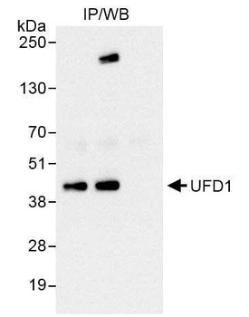 Rabbit anti-UFD1 Antibody, Affinity Purified