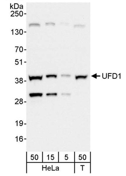 Rabbit anti-UFD1 Antibody, Affinity Purified