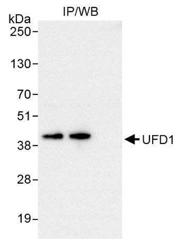 Rabbit anti-UFD1 Antibody, Affinity Purified