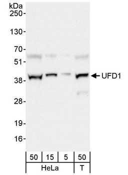Rabbit anti-UFD1 Antibody, Affinity Purified