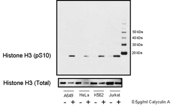 Rabbit anti-Phospho Histone H3 (S10) Antibody, Affinity Purified