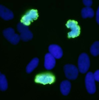 Rabbit anti-Phospho Histone H3 (S10) Antibody, Affinity Purified
