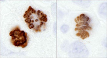 Rabbit anti-Phospho Histone H3 (S10) Antibody, Affinity Purified