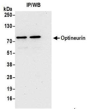 Rabbit anti-Optineurin Antibody, Affinity Purified