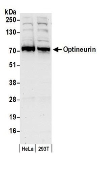 Rabbit anti-Optineurin Antibody, Affinity Purified