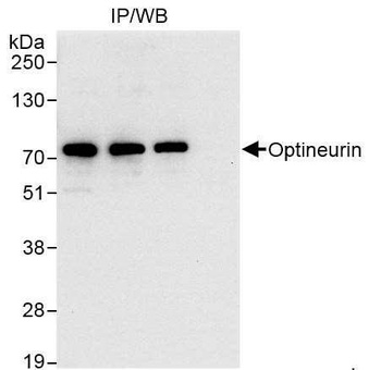 Rabbit anti-Optineurin Antibody, Affinity Purified
