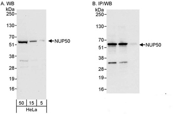 Rabbit anti-NUP50 Antibody, Affinity Purified