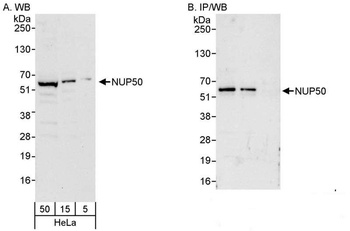 Rabbit anti-NUP50 Antibody, Affinity Purified
