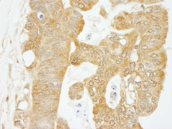 Rabbit anti-eIF4G1/eIF4GI Antibody, Affinity Purified