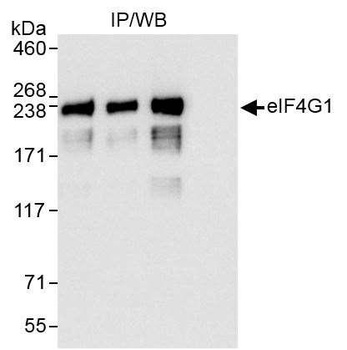 Rabbit anti-eIF4G1/eIF4GI Antibody, Affinity Purified